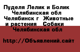 Пуделя Лелик и Болик - Челябинская обл., Челябинск г. Животные и растения » Собаки   . Челябинская обл.